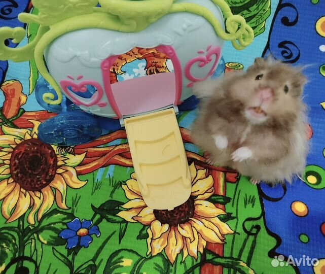 За вкусняшки хомяк с клеткой домиком