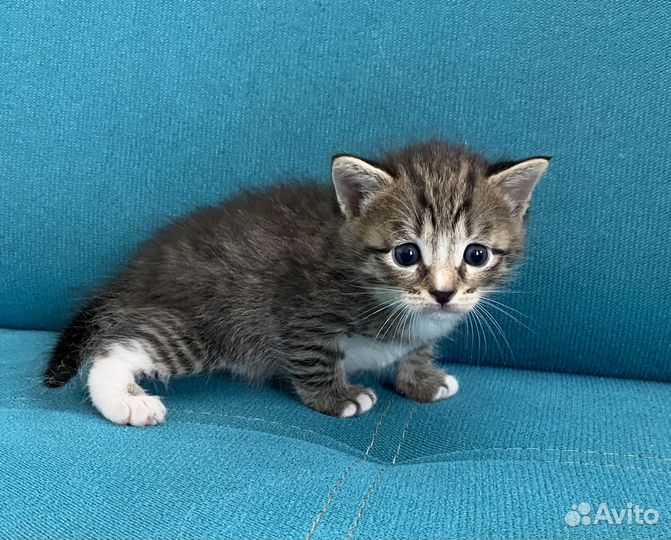 Кошка в дар