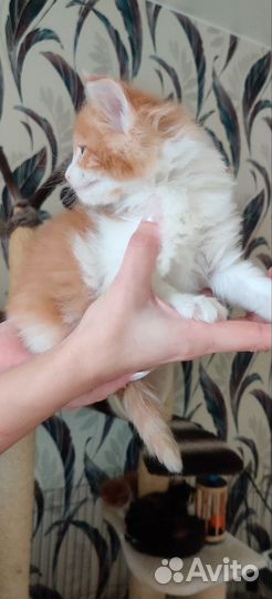 Мальчик Мейн кун классика