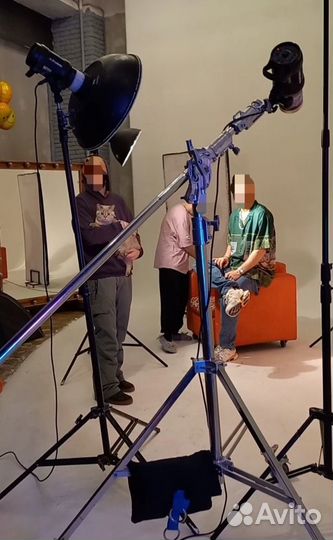 Кот на вязку Британская шиншилла из рекламы