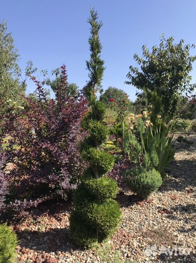 Туя смарагд в форме спирали, конуса, шаров