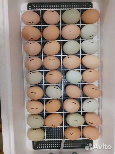 Яйцо куриное