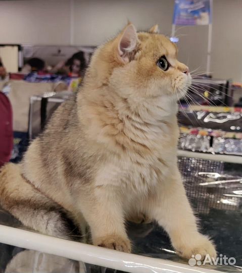 Британская кошка