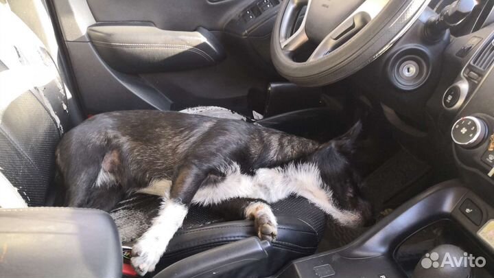 Собака в добрые руки