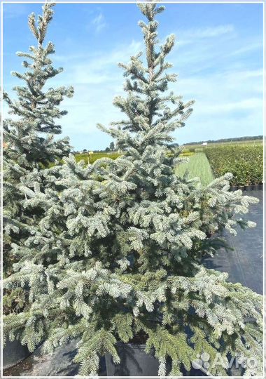 Ель Голубая