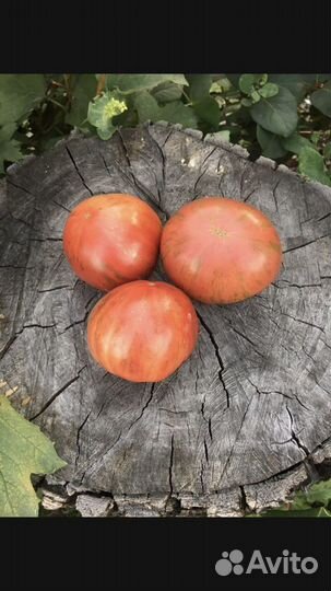 Семена томатов Гномов