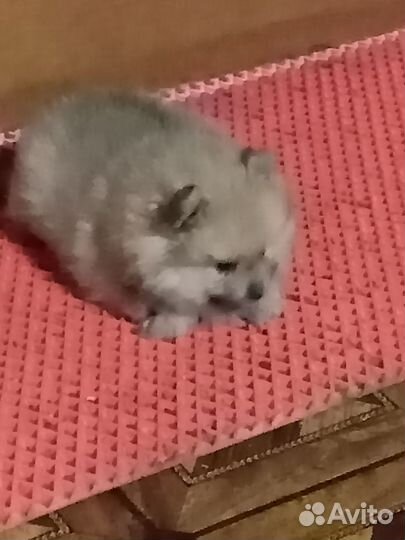 Шпиц девочка 1 месяц ждёт своих хозяев