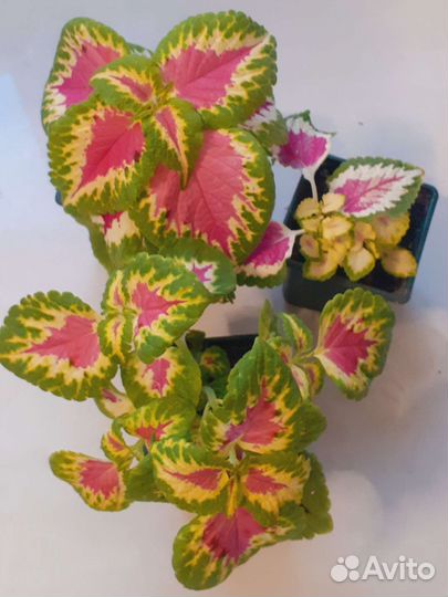 Колеусы Виззард Роуз и Тэррено