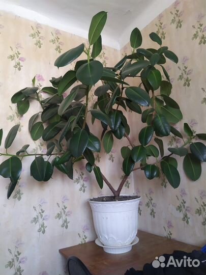 Фикус каучуковый
