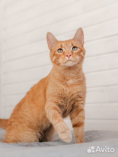 Рыжий кот в добрые руки