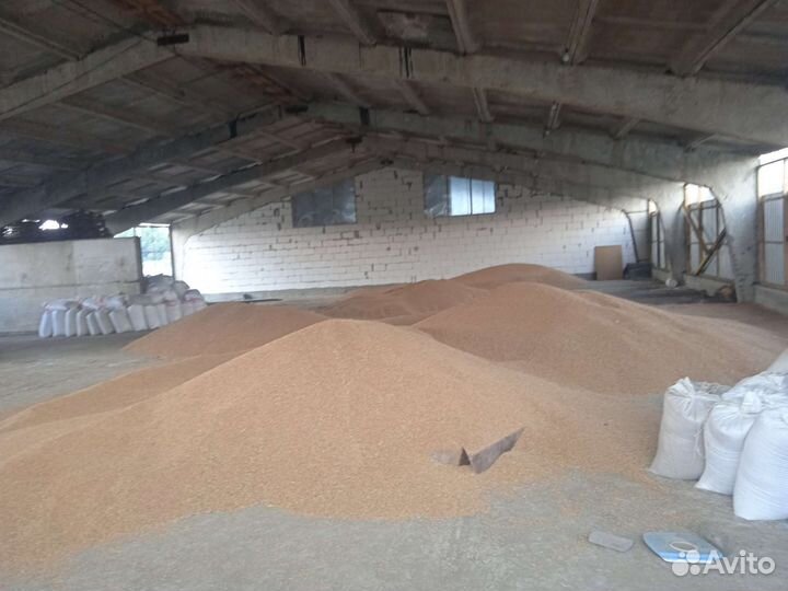 Зерно пшеница