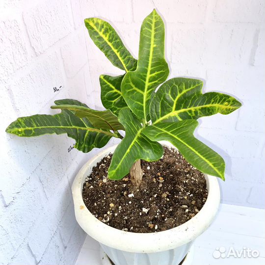 Кротон экселент