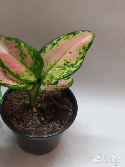 Аглаонема пинк стар