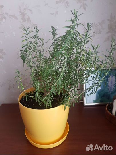 Розмарин