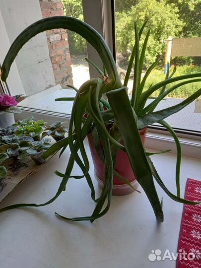 Алоэ вера растение