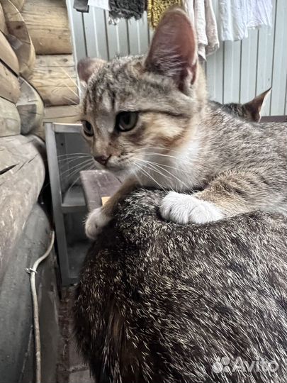 Милые котята в добрые руки