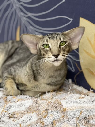 Ориентальная кошка экстрим