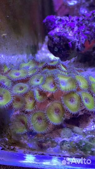 Живые кораллы для морского аквариума