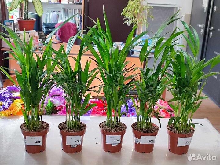 Комнатные цветы и домашние растения