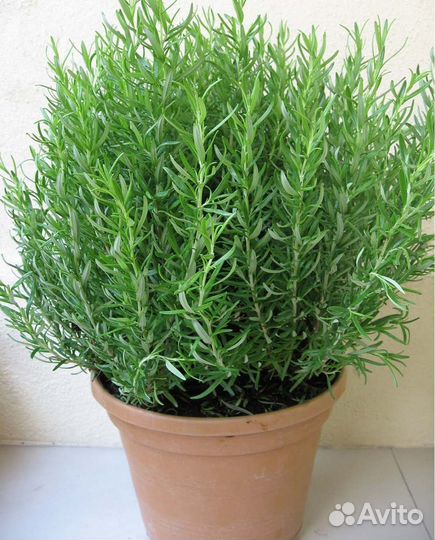 Эстрагон (тархун), рассада