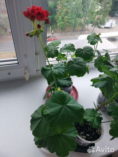 Герань пеларгония розебудная