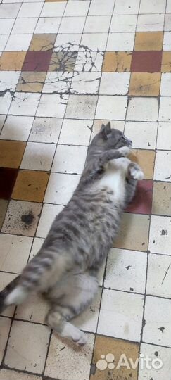 Котики бесплатно в добрые руки