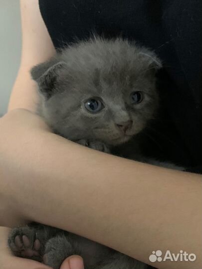 Котята британской породы