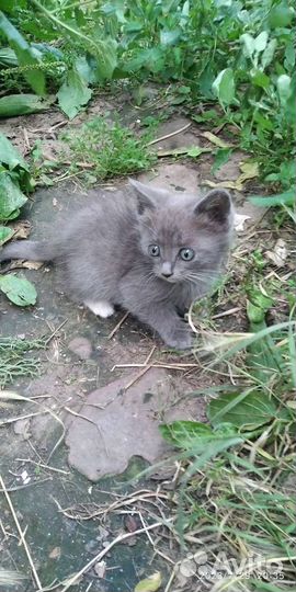 Котики бесплатно в добрые руки