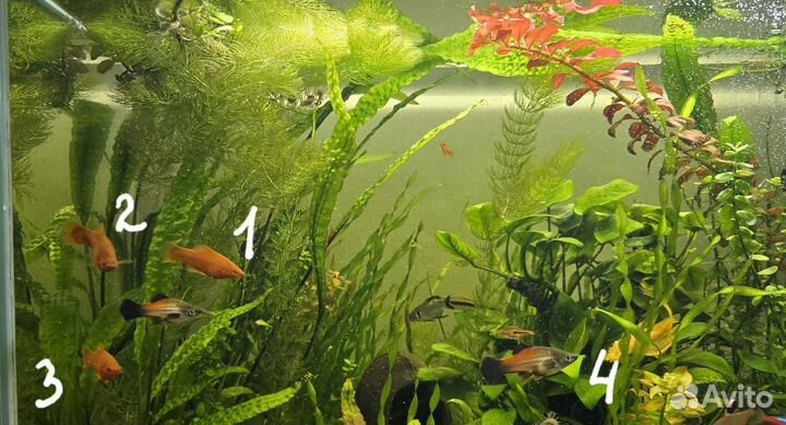 Меченосцы и растения