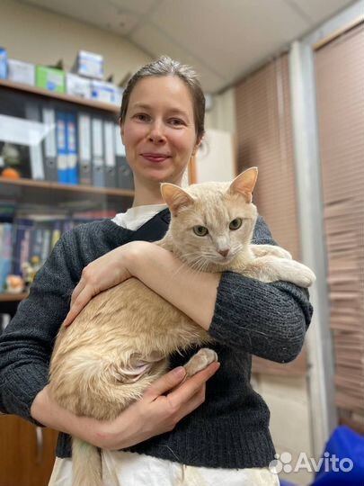 Рыжий-персиковый кот в добрые руки