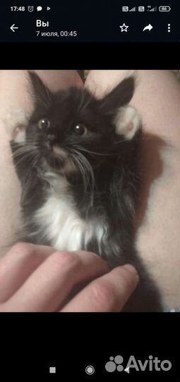 Котята отдам бесплатно