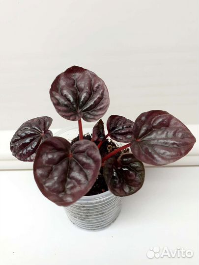 Фикус, бегония, плющ, филодендрон, традесканция