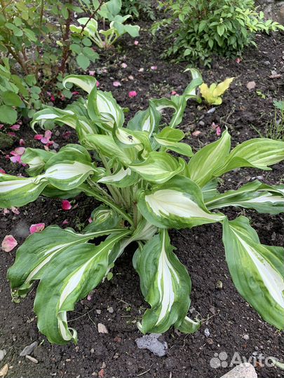 Многолетние садовые растения