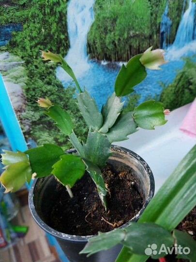 Комнатное растение 80р