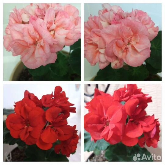 Сортовые герани, пеларгонии