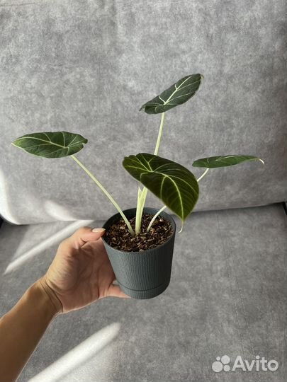 Алоказия black velvet