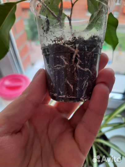 Фикус бенджамина