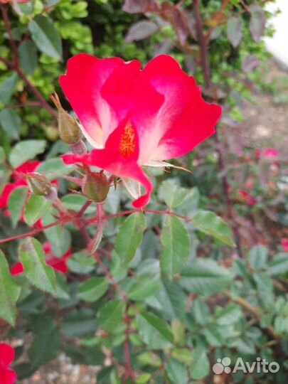 Продавец кассир продукты