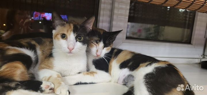Кошечки в добрые руки