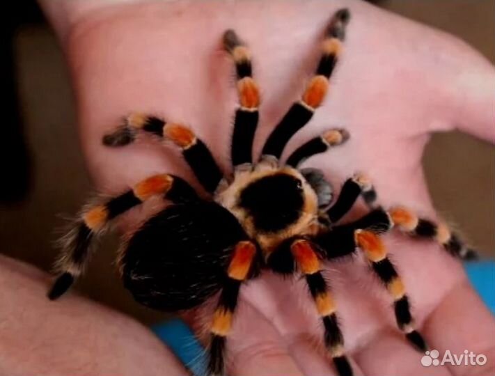 Спокойный паук птицеед для новичка