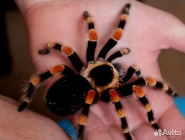 Спокойный паук птицеед для новичка