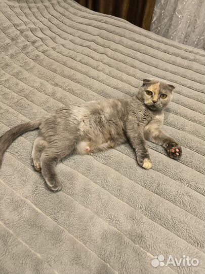 Шотландские вислоухие