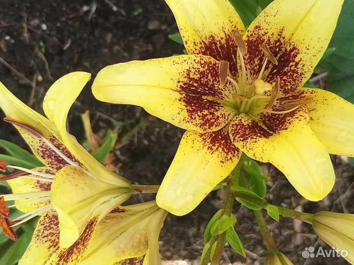 Лилии с цветком