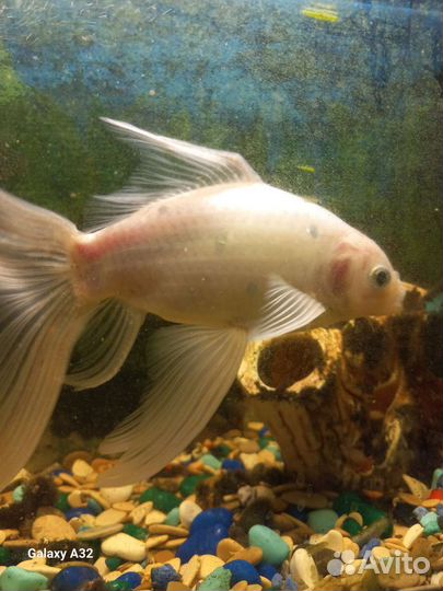 Аквариумные рыбы большие