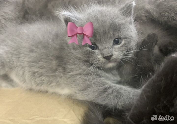 Британская