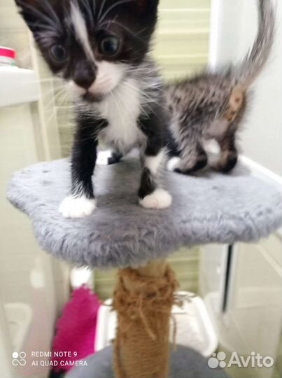 Котята в добрые руки бесплатно котики и кошечки.1