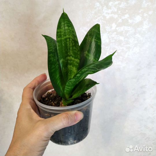 Сансевиерия ханни
