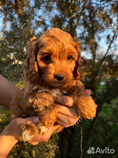 Щенки Кавапу