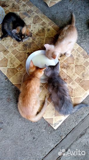 Котята в добрые руки