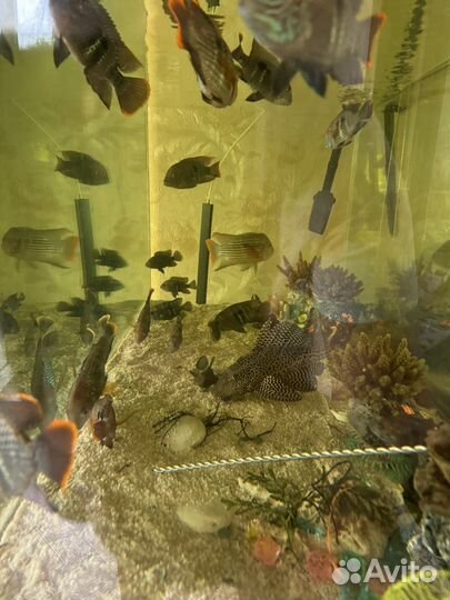 Аквариумные рыбы цихлиды для аквариума